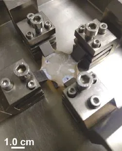 biaxial skin specimen