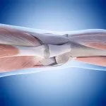 medically accurate illustration of the knee anatomy